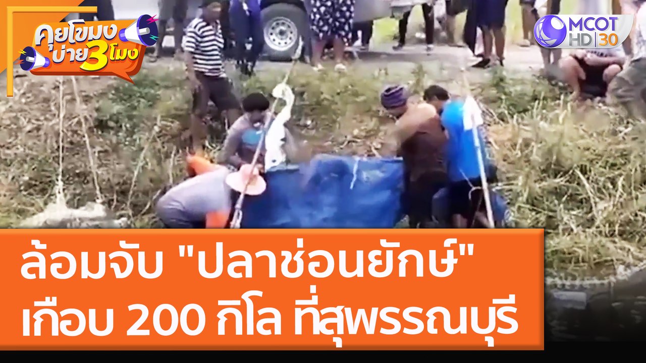 ล้อมจับปลาช่อนยักษ์ เกือบ 200 กิโล ที่สุพรรณบุรี (16 พ.ย. 64) คุยโขมงบ่าย 3 โมง