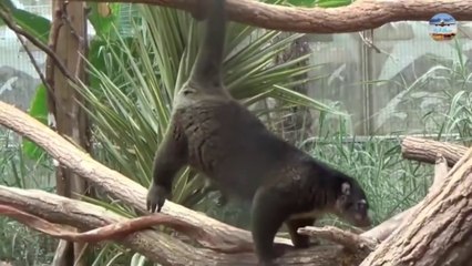 حيوان المانشادو النادر للغاية / The extremely rare Manchadu animal