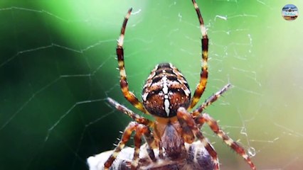 شاهد العناكب المتضخمة وهي تطير في السماء / Watch the overgrown spiders fly in the sky