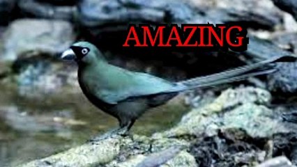 GACOR WATER MURAI IS AMAZING, murai air gacor