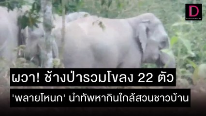 ผวา! ช้างป่ารวมโขลง 22 ตัว 'พลายโหนก' นำทัพหากินใกล้สวนชาวบ้าน | ชนคลิปข่าว 16/11/64 เดลินิวส์