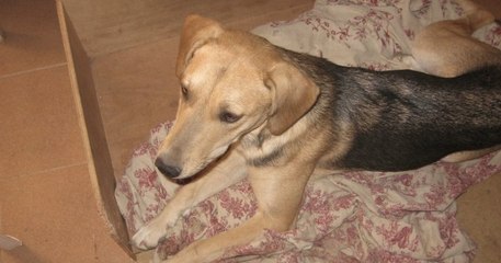 Volée et adoptée par une autre famille il y a 8 ans, une chienne retrouve enfin sa maîtresse