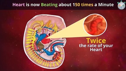 Babys Development at 6th Week of Pregnancy Part 1