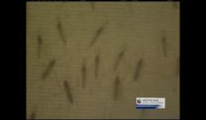 Confirman primer caso humano del virus del Nilo