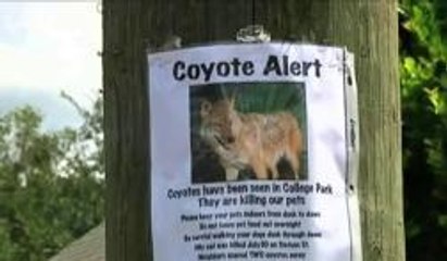 Coyotes "Urbanos" amenazan College Park