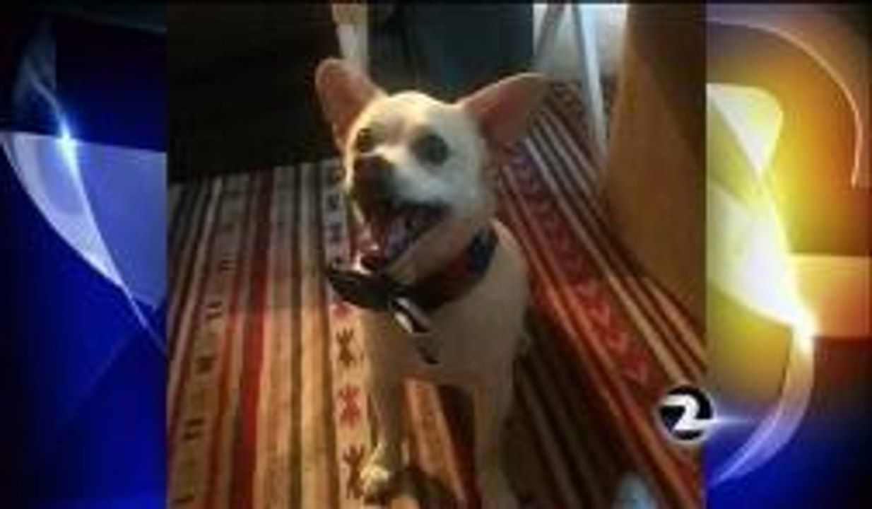 Two San Jose Teens Arrested For Beating Death of Dog