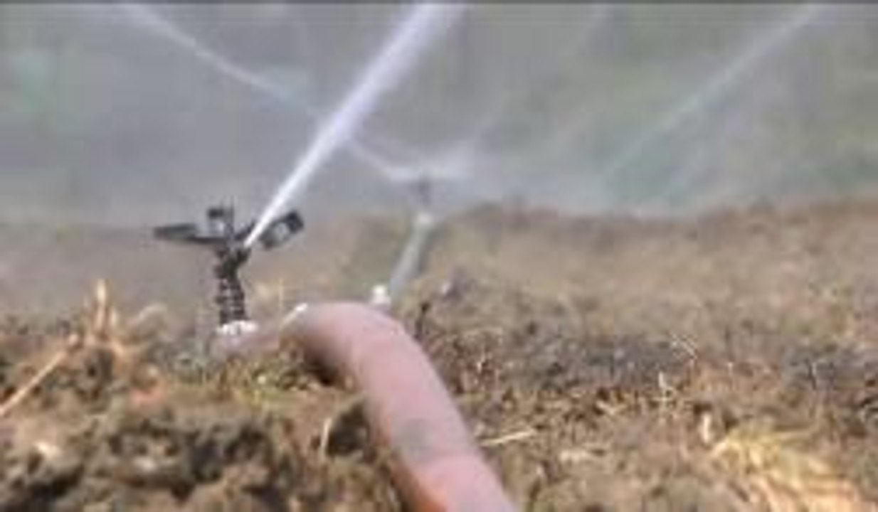 Sequía en California afecta agricultura y economía
