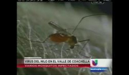 El Virus del Nilo llegó al Valle de Coachella