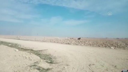 Sokak köpeklerinin bir eşeğe saldırısı kameraya yansıdı