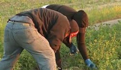 Orlando: Cinco mexicanos denuncian abuso laboral