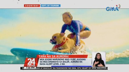 Mga asong marunong mag-surf, kasama sa mga dinarayo sa Baler, Aurora na nasa Alert Level 2 na | 24 Oras
