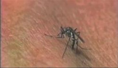 Volusia: Se confirma caso humano de virus del Nilo