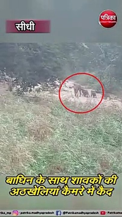 सीधी : शावकों से गुलजार हुआ संजय टाइगर रिजर्व