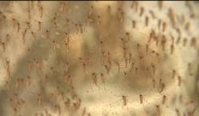 Reportan primer caso humano del virus del Nilo