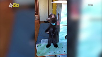 Tiny Pet Sable Likes To Stand on His Hind Legs and Looks Like a Little Bear Walking Around