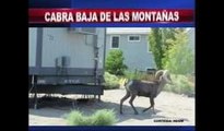 Cabra baja de las montañas en Sparks