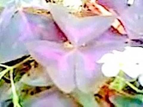 Trevo roxo,Variegated Purple Oxalis (Oxalis regnellii atropurpurea)