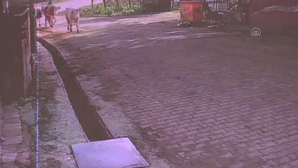 Su kanalına düşen ineği vatandaşlar kurtardı