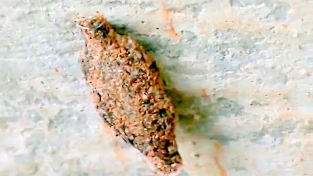 Traça de parede - Wall moth, clothes moths (Phereoeca uterella)