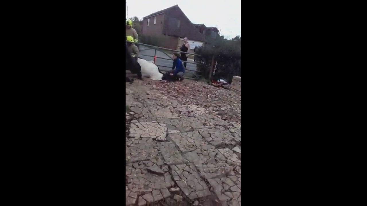 A Horse is freed after being trapped in a fence in Ashford.