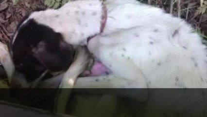 Hundreds of animals dumped across Kent