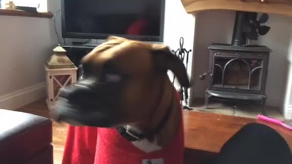 Dog can't get bird off its back