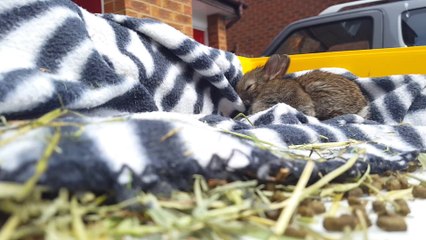 Extraordinary Bunny Tale