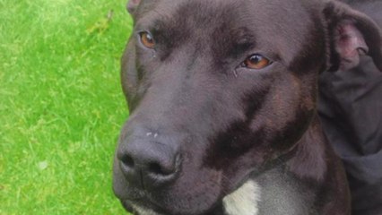 Bud the dog is ordered to be destroyed after magistrates ruling.
