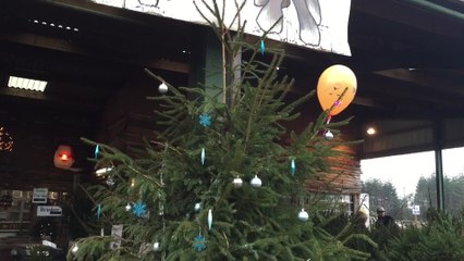 What happens to our old Christmas trees?
