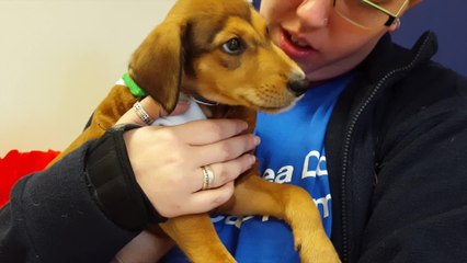The dogs who won't have a home this Christmas