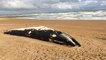 Dead whale washes up on beach