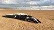 Dead whale washes up on beach