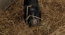 Micro pigs saved!