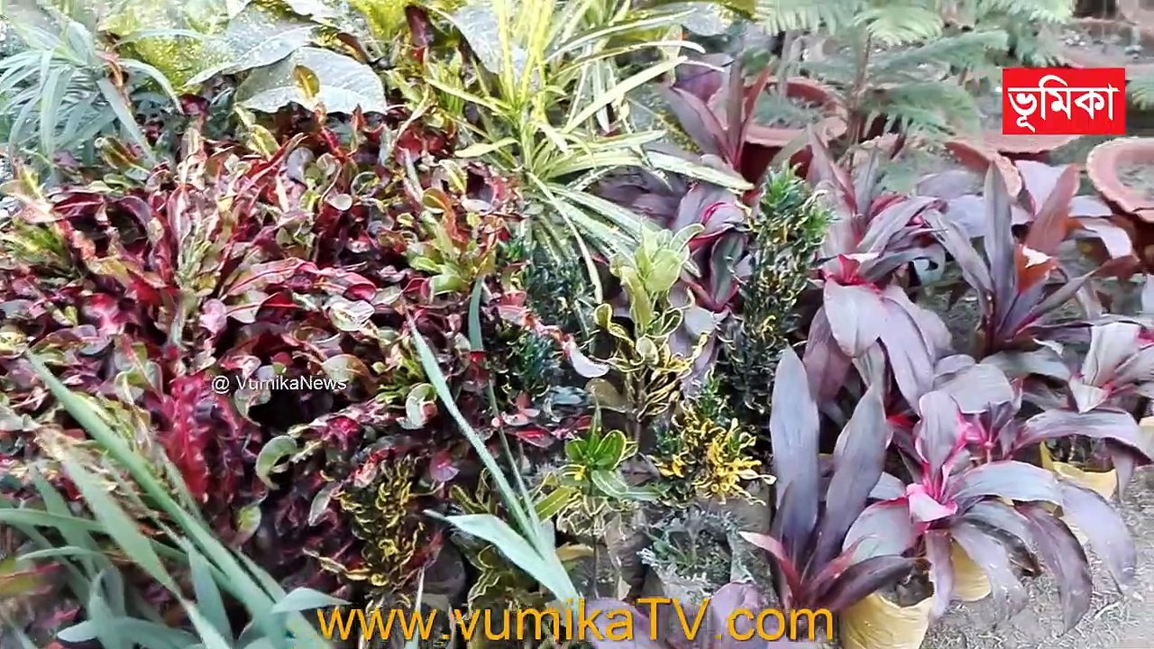 BEAUTIFUL HOME MADE MARIGOLD FLOWERS GARDEN | Beautiful Flower Garden Decor Ideas Vumika TV