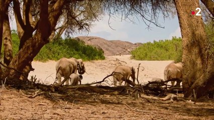 Kalahari, l'autre loi de la jungle - Acte 1