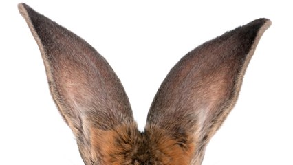 Une belle récompense pour quiconque retrouve "Darius", le plus gros lapin du monde, volé dans son jardin