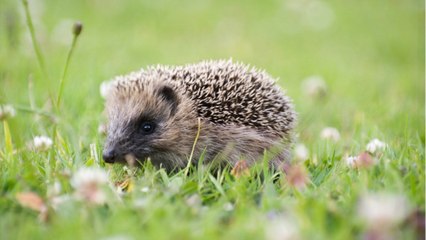 Pourquoi la Nouvelle-Zélande veut éradiquer les hérissons