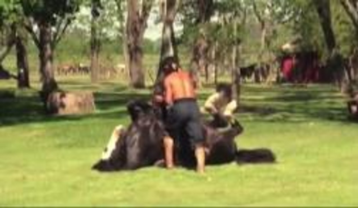 Yoga para animales