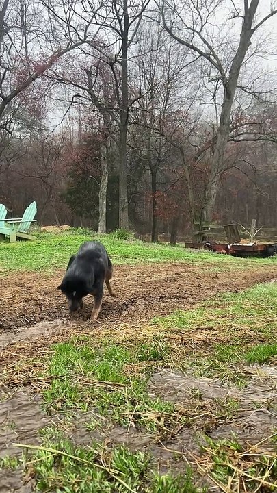 Cattle Dog Digs Trench