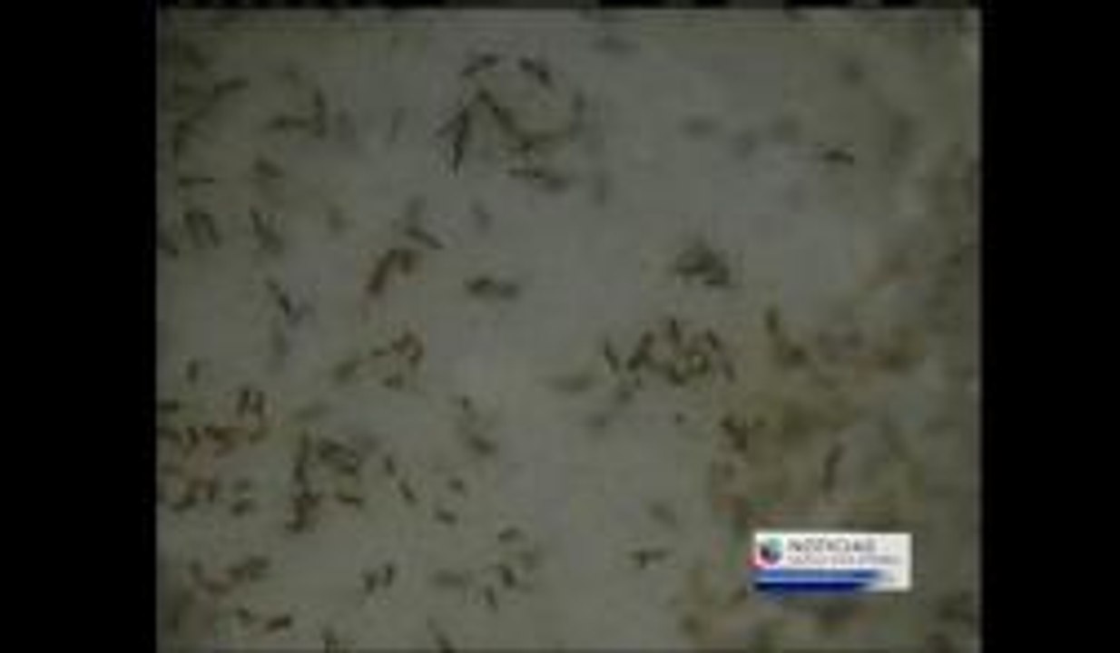 Virus del Nilo
