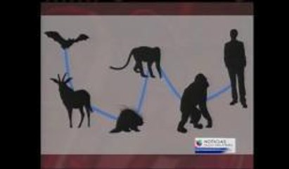 Ébola: Origen, tratamiento y futuras vacunas