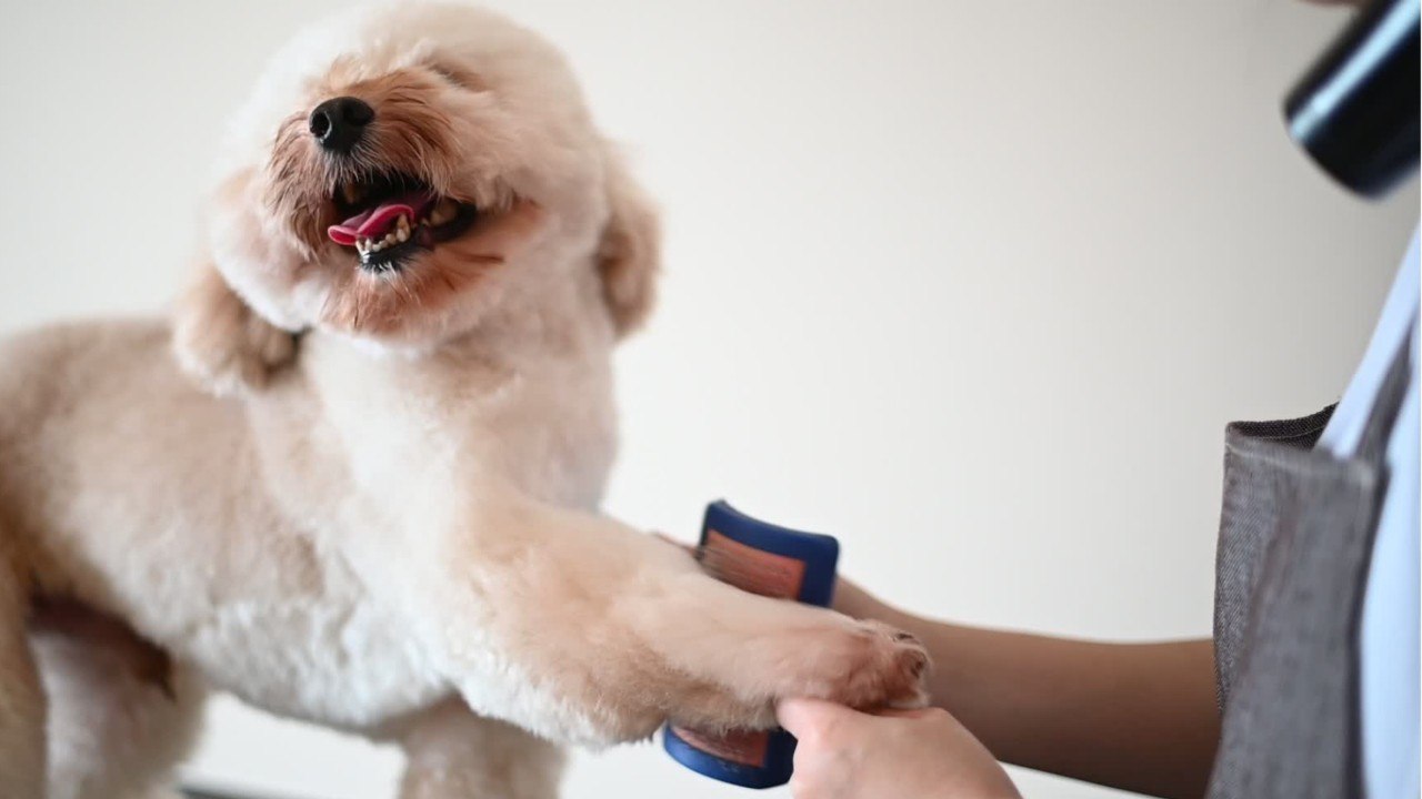 Comment devenir toiletteur pour chiens ?