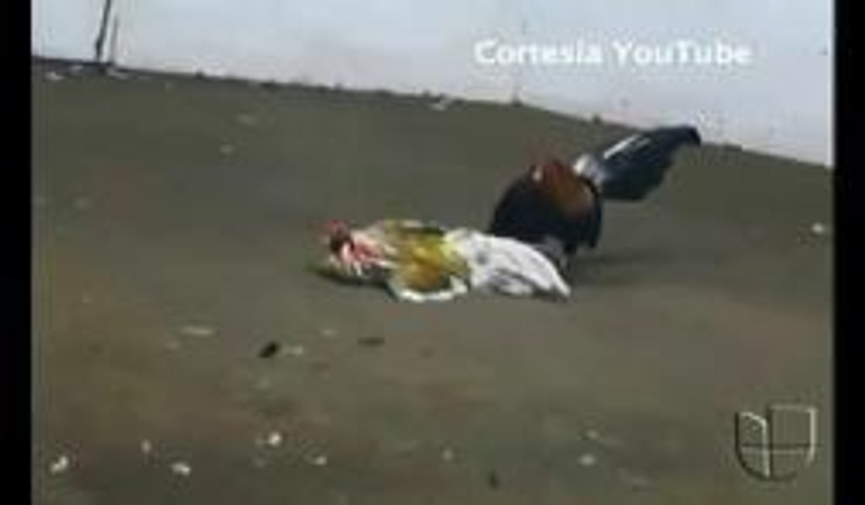 Peleas de gallos