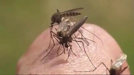 Jacksonville: Alerta por virus encefalitis Saint Louis