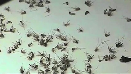 Volusia: Dos nuevos casos de virus del Nilo Occidental