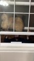Un chat se retrouve coincé entre 2 fenêtres...comment c'est possible ???