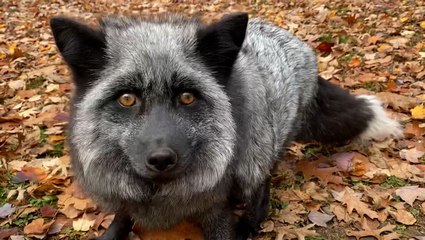 Prognosticating fox predicts snowy winter ahead