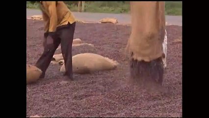 El Ebola puede afectar precios en chocolates