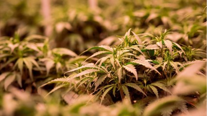 Une plantation de cannabis découverte à cause du facteur