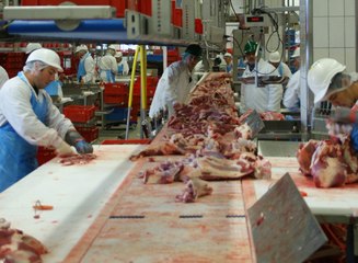 Les abattoirs maltraitent-ils les animaux ?